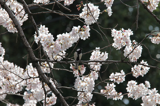 IMG_4377.JPG